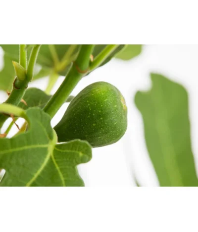 Feige 'Rouge De Bordeaux' -Haus Pflanzen Welt 7642937 PR DE 001 FicusCaricaFeigeBrownTurkey7 5LDehnerExpressZS