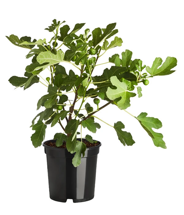 Feige 'Brown Turkey' 4 Feige 'Brown Turkey' – Bild 2