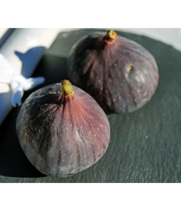 Feige 'Brown Turkey' 3 Feige 'Brown Turkey'