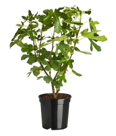 Feige 'Rouge De Bordeaux' -Haus Pflanzen Welt 7642945 PR FS 001 FicusRougedeBordeaux7 5LDehnerExpressZS