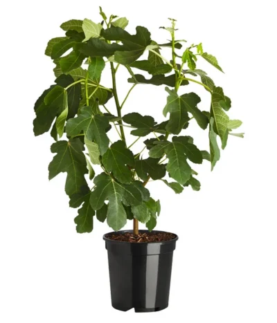 Echte Feige 'Bornholms Diamant' -Haus Pflanzen Welt 7642952 PR FS 001 FicusGoutteDor7 5LDehnerExpressZS