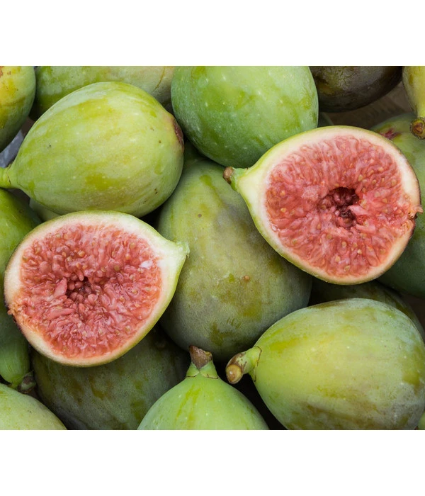 Echte Feige 'Bornholms Diamant' 3 Echte Feige 'Bornholms Diamant'
