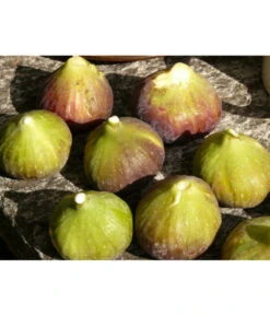 Feige 'Grise De Tarascon' -Haus Pflanzen Welt 7642960 PR MO 001 FeigeGrisedeTarasconPixabay