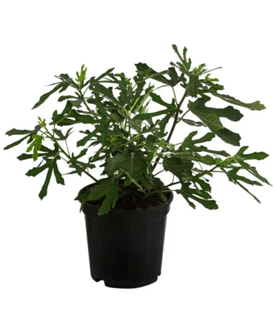 Feige 'Little Miss Figgy®' -Haus Pflanzen Welt 7642986 WE FS 001 FicusFeigeLittleMissFiggyDehnerObstkonzept