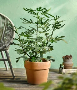 Feige 'Little Miss Figgy®' -Haus Pflanzen Welt 7642986 WE MO 001 FicusFeigeLittleMissFiggyDehnerObstkonzept