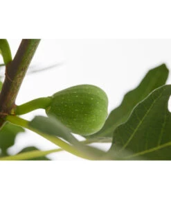 Echte Feige 'Dalmatie' 7 Echte Feige 'Dalmatie' -Haus Pflanzen Welt 7642994 PR DE 001 FeigeDalmatieFicusCarica7 5LDehnerExpressZS