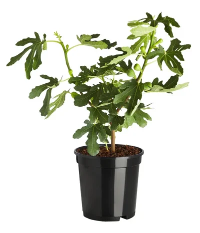 Echte Feige 'Dalmatie' -Haus Pflanzen Welt 7642994 PR FS 001 FeigeDalmatieFicusCarica7 5LDehnerExpressZS