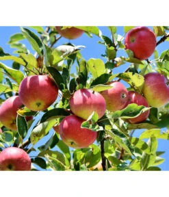 Winterapfel 'Florina' -Haus Pflanzen Welt 7644636 PR DE 001 MalusFlorinaApfelPixaba