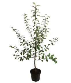 Winterapfel 'Florina' -Haus Pflanzen Welt 7644636 WE FS 001 ApfelbaumMalusApfelFlorina