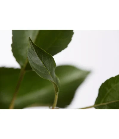 Herbstapfel 'Gala' -Haus Pflanzen Welt 7645880 PR DE 001 ApfelGalaBuschMalus95LiterDehnerExpressZS