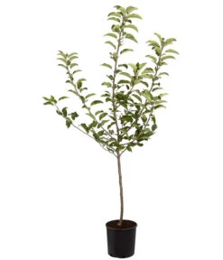 Herbstapfel 'Gala' -Haus Pflanzen Welt 7645880 PR FS 001 ApfelGalaBuschMalus95LiterDehnerExpressZS