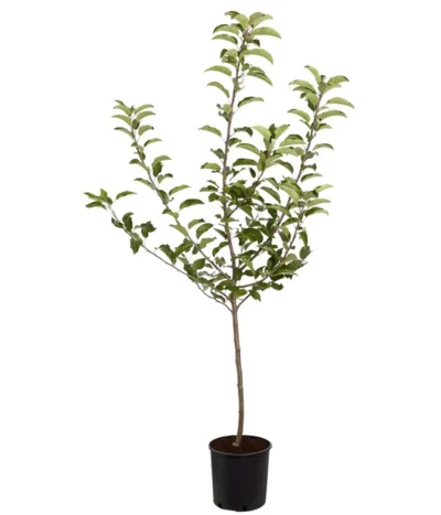 Herbstapfel 'Gala' -Haus Pflanzen Welt 7645880 PR FS 001 ApfelGalaBuschMalus95LiterDehnerExpressZS
