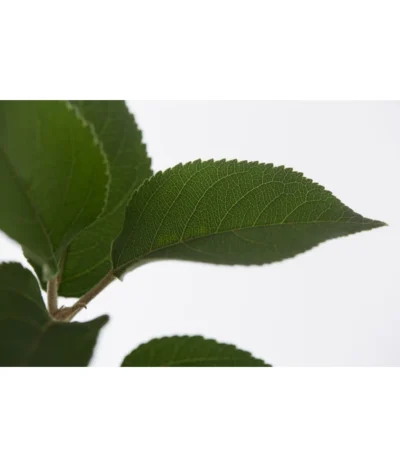 Winterapfel 'Goldparmäne' -Haus Pflanzen Welt 7654999 PR DE 001 ApfelGoldparmaeneMalusBusch95LiteDehnerExpressZS