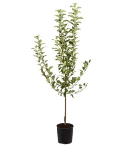 Winterapfel 'Goldparmäne' -Haus Pflanzen Welt 7654999 PR FS 001 ApfelGoldparmaeneMalusBusch95LiteDehnerExpressZS