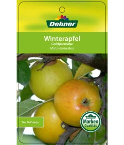 Winterapfel 'Goldparmäne' -Haus Pflanzen Welt 7654999 WinterapfelGoldparmaere Etikett 1