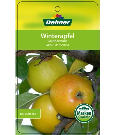 Winterapfel 'Goldparmäne' -Haus Pflanzen Welt 7654999 WinterapfelGoldparmaere Etikett 1