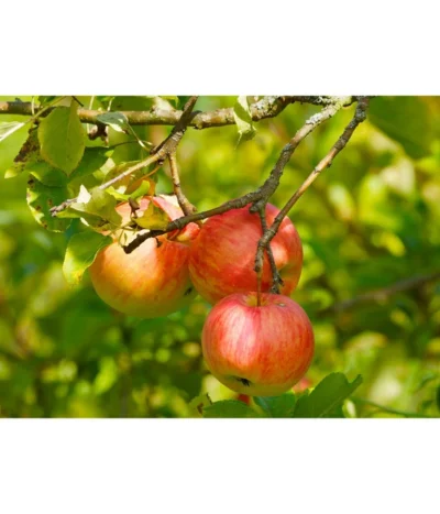 Herbstapfel 'Gravensteiner' 8 Herbstapfel 'Gravensteiner' -Haus Pflanzen Welt 7657356 WE DE 002 ApfelGravensteinerPixabay