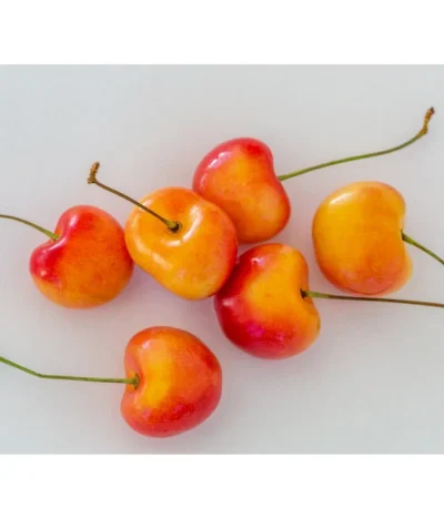 Kirschen-Duo 'Regina/Napoleon' -Haus Pflanzen Welt 7657570 WE MO 001 SuesskirscheGrossePrinzessinPixabay 1