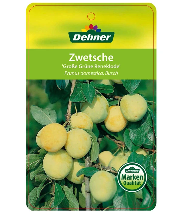Dehner Reneklode 'Große Grüne Reneklode' 4 Dehner Reneklode 'Große Grüne Reneklode' – Bild 2