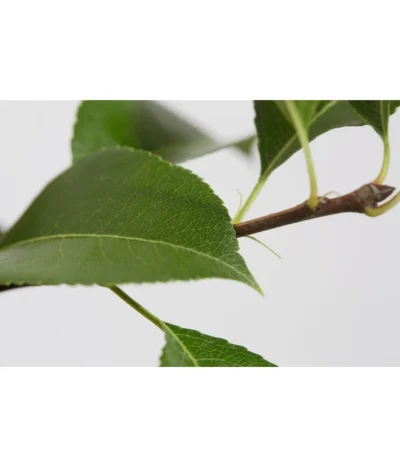 Sommerbirne 'Gute Luise' -Haus Pflanzen Welt 7658578 PR DE 001 BirneGuteLuisePyrusBusch95LiterDehnerExpressZS