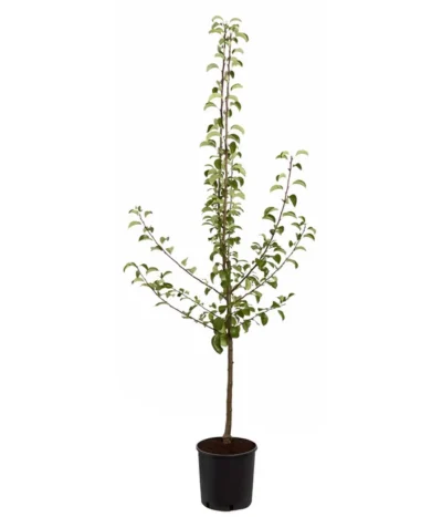 Sommerbirne 'Gute Luise' -Haus Pflanzen Welt 7658578 PR FS 001 BirneGuteLuisePyrusBusch95LiterDehnerExpressZS