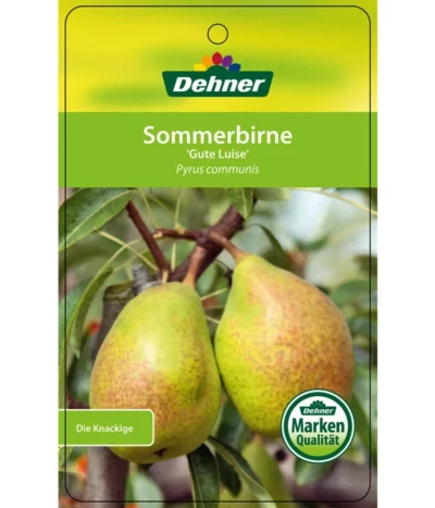 Sommerbirne 'Gute Luise' -Haus Pflanzen Welt 7658578 SommerbirneGuteLuise Etikett 1