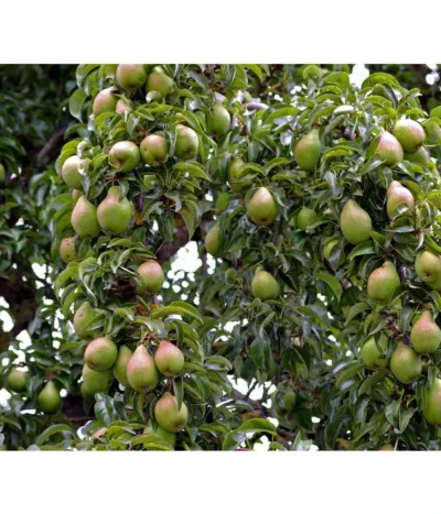 Sommerbirne 'Gute Luise'