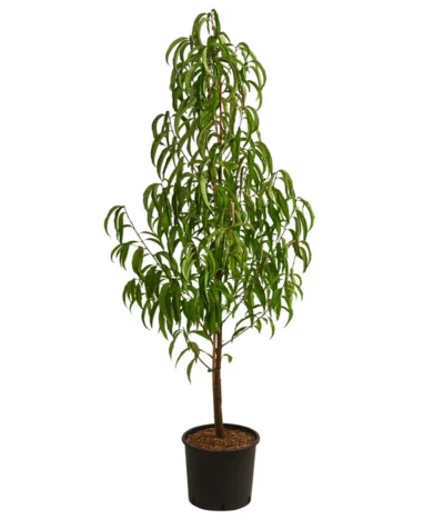 Nektarine, Verschiedene Sorten -Haus Pflanzen Welt 7662620 WE FS 001 PrunusNektarineEinjaehrigDehnerExpressHerzig