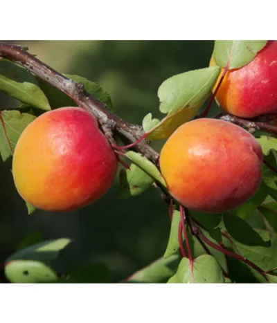 Dehner Aprikose 'Orangered'