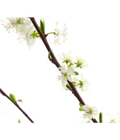 Zwetschge 'Haroma' -Haus Pflanzen Welt 7662703 WE DE 001 ZwetschgeHaromaDehnerExpressHerzig