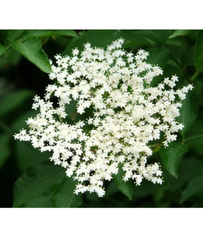 Großfruchtiger Holunder 'Haschberg' -Haus Pflanzen Welt 7662760 PR DE 002 SambucusHolunderHaschbergPixabay