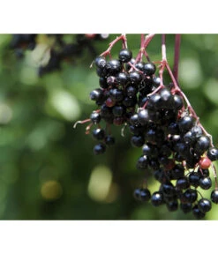 Holunder 'Black Tower' 7 Holunder 'Black Tower' -Haus Pflanzen Welt 7662810 PR MO 002 HolunderBlackTower