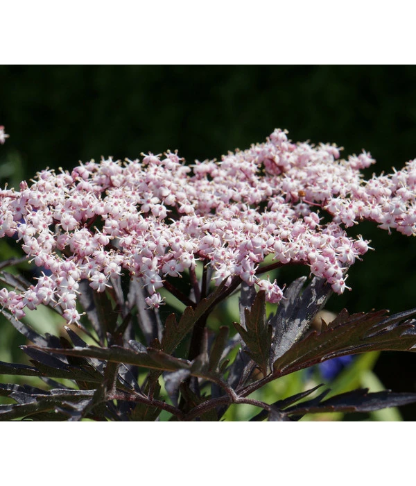 Holunder 'Black Tower' 3 Holunder 'Black Tower'