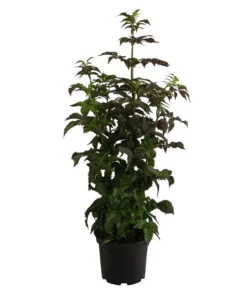 Holunder 'Black Tower' 6 Holunder 'Black Tower' -Haus Pflanzen Welt 7662810 WE FS 001 SambucusBlackTowerSaeulenholunderDehnerExpressHerzig