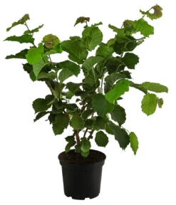 Haselnuss 'Hallesche Riesen' -Haus Pflanzen Welt 7662943 WE FS 001 CorylusHaselnussHallescheRiesen