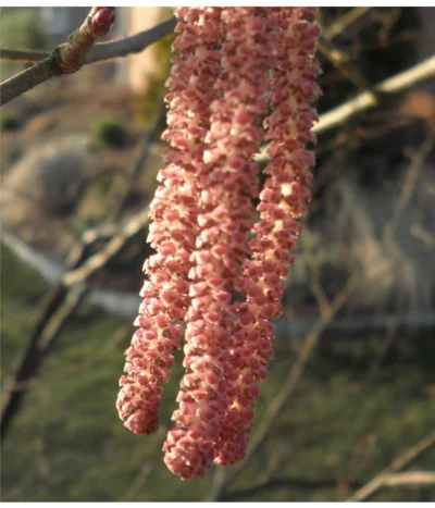 Dehner Haselnuss 'Rote Zellernuss' 12 Dehner Haselnuss 'Rote Zellernuss' -Haus Pflanzen Welt 7663073 PR 001 CoryllusHaselnussPixabay