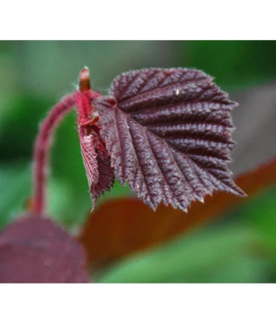 Dehner Haselnuss 'Rote Zellernuss' 13 Dehner Haselnuss 'Rote Zellernuss' -Haus Pflanzen Welt 7663073 PR DE 002 CoryllusHaselnussPixabay