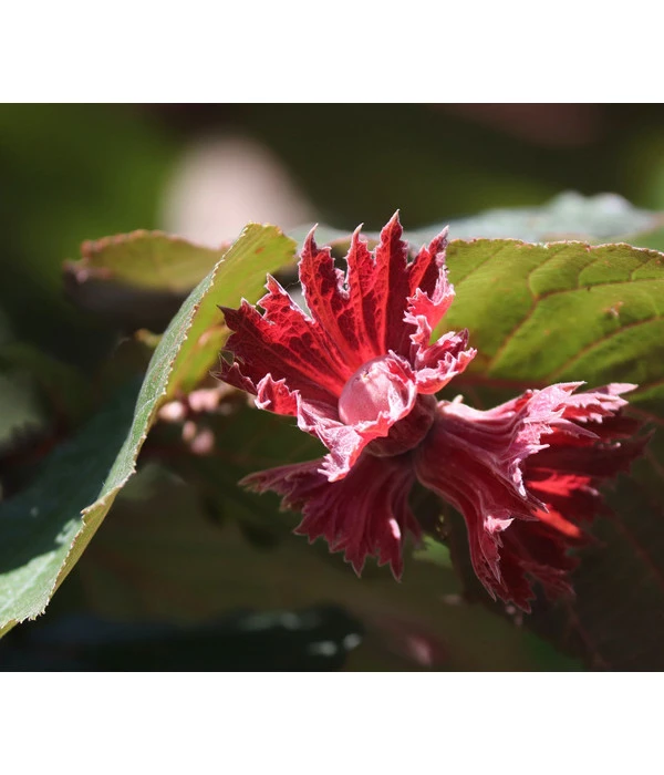 Dehner Haselnuss 'Rote Zellernuss' 3 Dehner Haselnuss 'Rote Zellernuss'