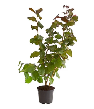 Dehner Haselnuss 'Rote Zellernuss' 10 Dehner Haselnuss 'Rote Zellernuss' -Haus Pflanzen Welt 7663073 PR FS 002 RottblaettrigeZellernussBusch5LiterDehnerExpressHerzig