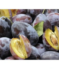 Zwetschgen-Duo 'Hauszwetsche'/'Oullins Reneklode' -Haus Pflanzen Welt 7663586 PR DE 001 PrunusPflaumeHauszwetschgePixabay 1