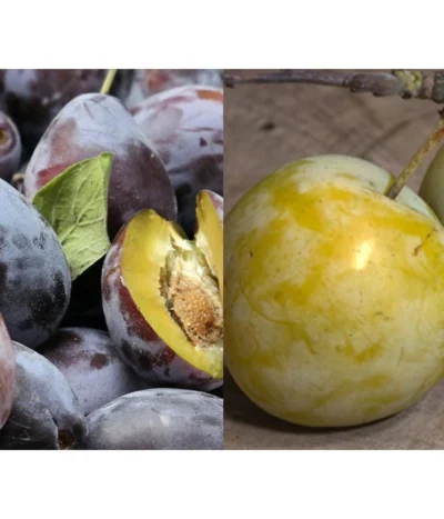 Zwetschgen-Duo 'Hauszwetsche'/'Oullins Reneklode'