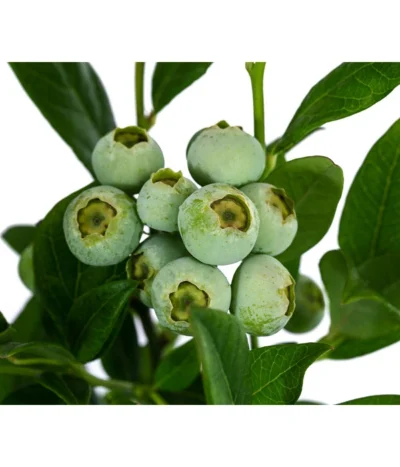 Heidelbeere 'Duke' -Haus Pflanzen Welt 7665219 WE DE 003 VacciniumHeidelbeereDuke3L