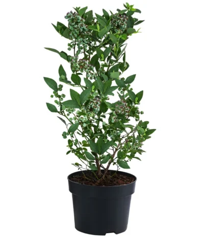 Heidelbeere 'Elliot' -Haus Pflanzen Welt 7665227 WE FS 002 VacciniumHeidelbeereElliot3L