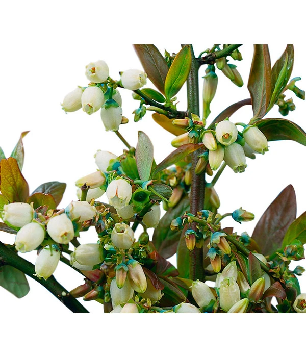 Heidelbeere 'Goldtraube' 9 Heidelbeere 'Goldtraube' – Bild 7