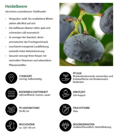 Heidelbeere 'Goldtraube' 13 Heidelbeere 'Goldtraube' -Haus Pflanzen Welt 7665318 WE IG 001 HeidelbeereVacciniumcorymbosumGoldtraube