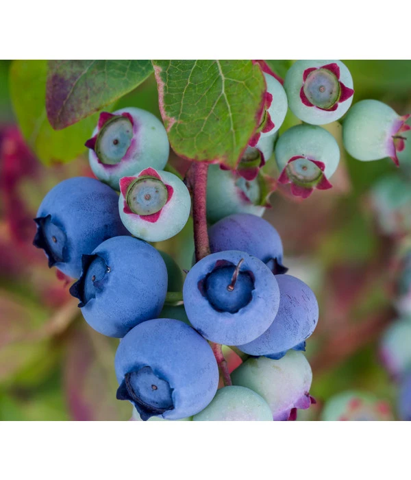 Dehner Heidelbeere 'Bluecrop' 3 Dehner Heidelbeere 'Bluecrop'