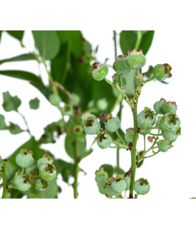 Dehner Heidelbeere 'Bluecrop' 9 Dehner Heidelbeere 'Bluecrop' -Haus Pflanzen Welt 7665409 WE DE 005 VacciniumHeidelbeereBluecrop3L