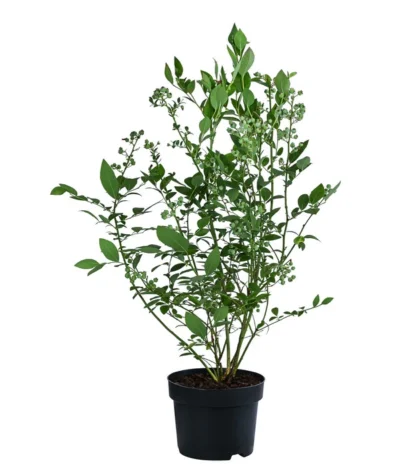 Dehner Heidelbeere 'Bluecrop' 7 Dehner Heidelbeere 'Bluecrop' -Haus Pflanzen Welt 7665409 WE FS 003 VacciniumHeidelbeereBluecrop3L