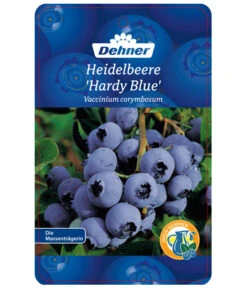 Heidelbeere 'Hardyblue' 8 Heidelbeere 'Hardyblue' -Haus Pflanzen Welt 7665490 HeidelbeereHardyblue Etikett 1