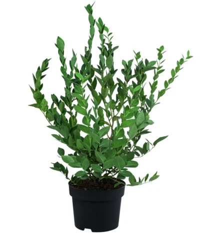 Heidelbeere 'Hardyblue' -Haus Pflanzen Welt 7665490 WE FS 002 HeidelbeereHardyblue3L